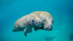 Webnet Manatee