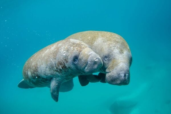 Webnet Manatee