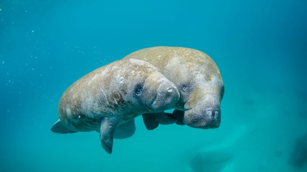 Webnet Manatee