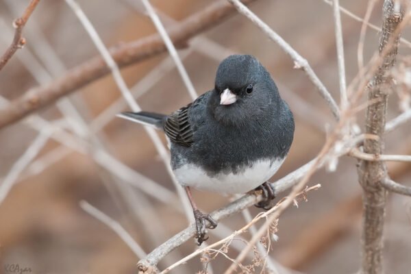 Frost Black Sparrow